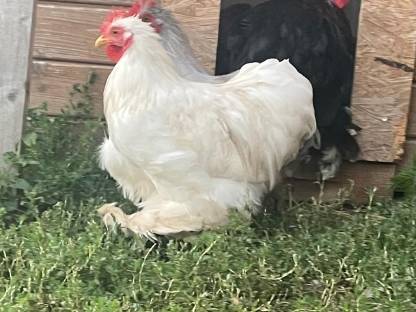 Bild 2:Zwerg Cochin Küken