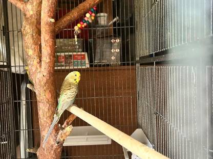 Bild 2:Wellensittiche zu verschenken