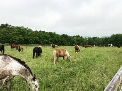 Bild 4:Einstellplätze im Weinviertel