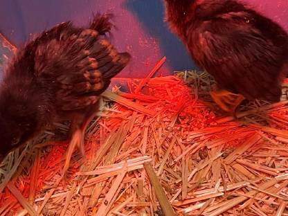 2 schwarze Legeküken zu verkaufen