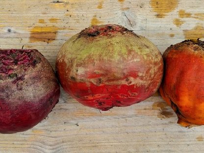 Rote Beete, Gelbe Beete und Chioggiarübe