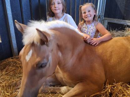 Bild 4:Haflinger Stutfohlen