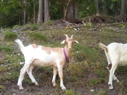 Buren-Mix Ziege und Bock