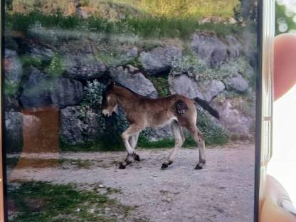 Bild 8:Noriker Hengstfohlen