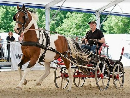 Bild 6:Arabisches Fuchsscheck Hengstfohlen
