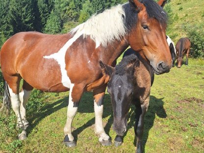 Bild 2:Noriker Hengstfohlen