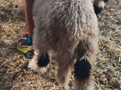 Bild 6:Walliser Schwarznasen Widderlämmer Bio