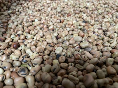 Bild 2:Bio Winter-Wicke, Bio Winter-Ackerbohne