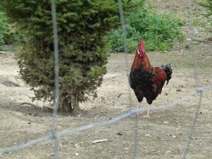 Bild 2:Altsteirer zu verkaufen