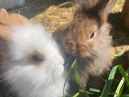 Bild 4:Babyhasen zu verkaufen
