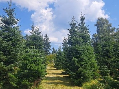 Bild 3:Nordmanntannen - Christbäume