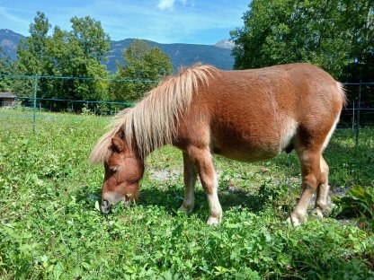 Bild 4:Minishettlandpony Wallach