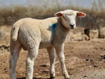 Bild 3:Texel Jungböcke zum Verkauf