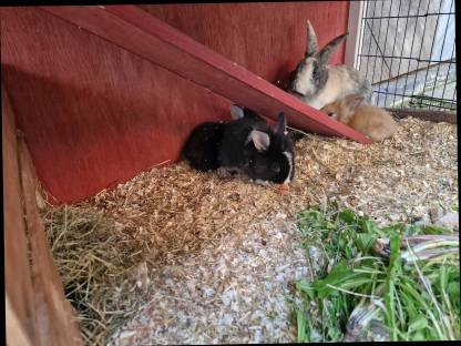 Bild 2:Zwergkaninchen