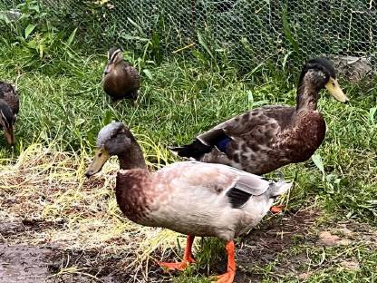 Bild 2:Junge Laufenten