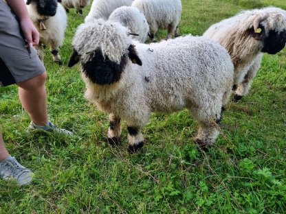 Walliser Schwarznasen HB