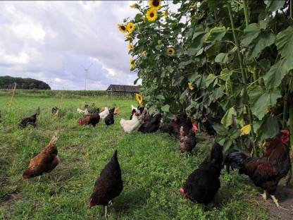 Bild 7:Naturbunte Bruteier Grünleger Blauleger Maran bunte Eier