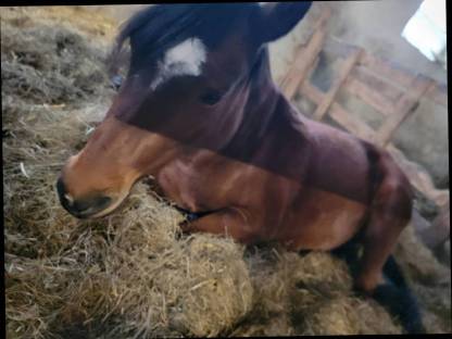 Bild 2:Deutsche Reitponystute