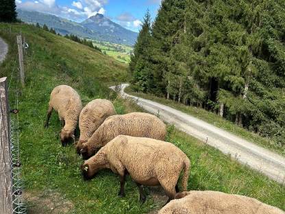 Bild 2:Jura Schafe Bio