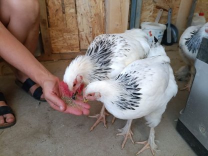 1 Pärchen handzahme Sundheimer Hühner