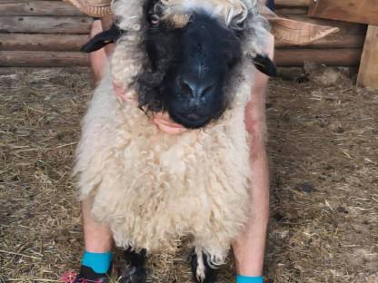Walliser Schwarznasenschaf Bio Weiblich