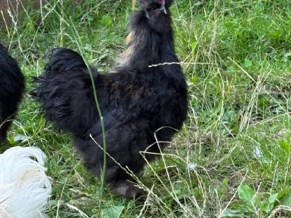 Bild 2:Zwergseidenhähne