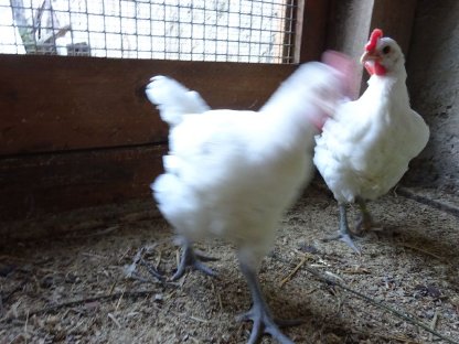 Bild 5:Bresse Gauloise französischer Herkunft - reinweiß