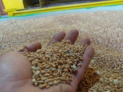 Bild 6:Bio-Getreide 2025