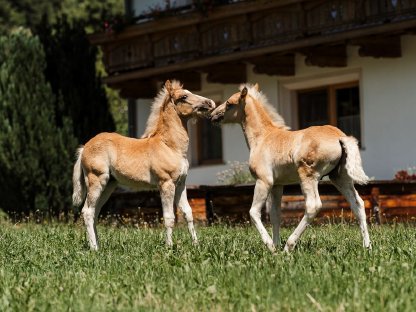 Bild 3:Haflinger Hengstfohlen „Axel“