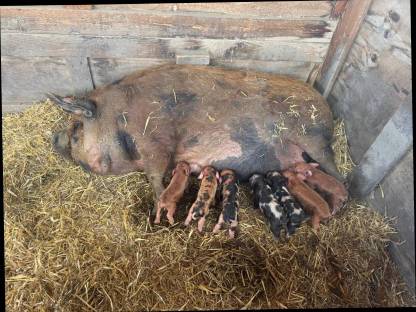 Kune Kune Ferkel