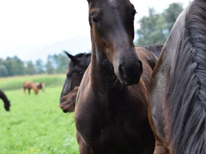 Bild 4:Waldmeister Nero Noriker Rapphengstfohlen zu verkaufen