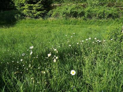 Bild 3:Bio Heu und Grummet