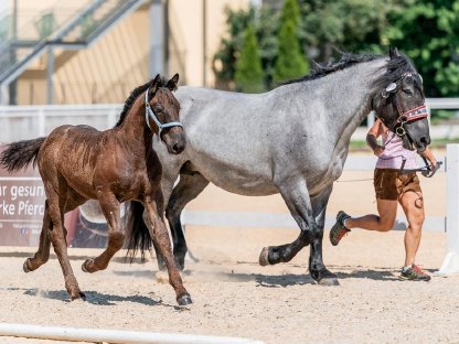Bild 6:Mohrenkopfhengstfohlen