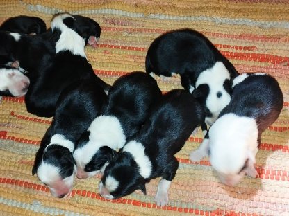 Bild 2:Border Collie Welpen