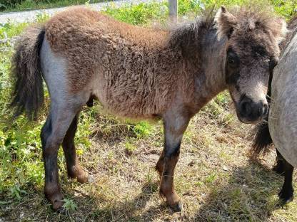 Minishetlandponys