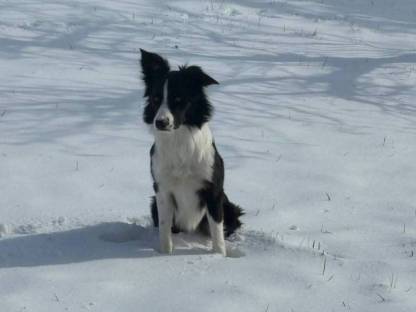 Bild 6:Border Collie, Edce Papiere