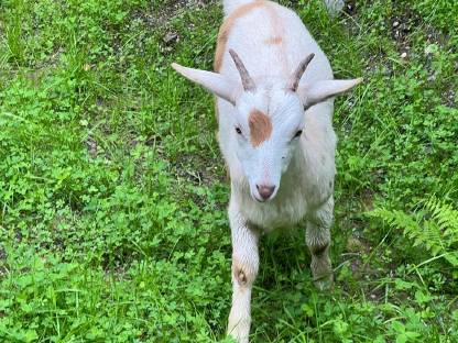 Bild 4:Weibliche Ziegen 4 Monate alt Anglo Nubier Mix