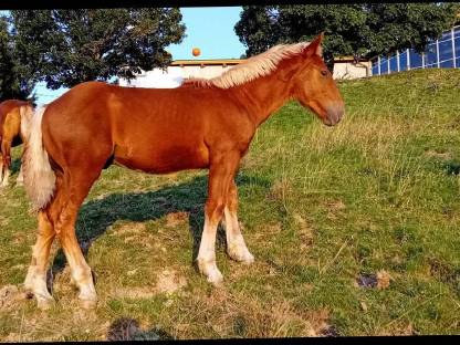 Bild 2:Noriker Hengstfohlen Amor Nero