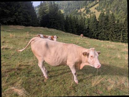 Trächtige Kalbin