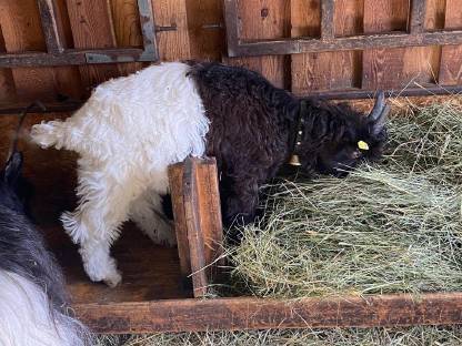 Bild 8:Walliser Kitz weiblich und männlich