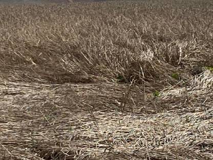 Bild 2:Futterdinkel in Spelz oder geschält