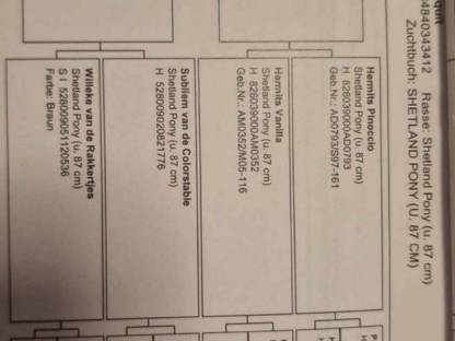 Bild 7:Minishetty Stute Elmhorst Bluebelle