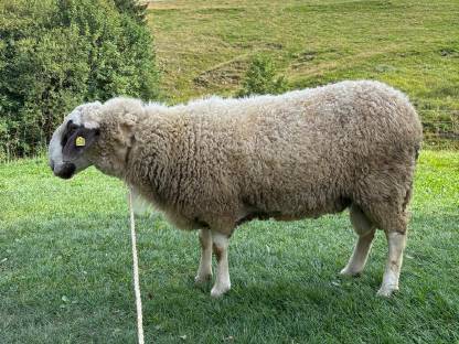Brillenschaf-Widder