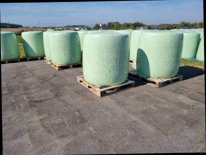 Bild 2:Neue Ernte 2025 - Häckselmais, CCM Musmais, Futterrüben