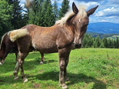 Bild 3:Noriker Hengstfohlen Tannenberg Vulkan
