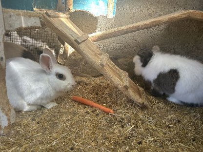 Bild 2:Hasen zu verschenken