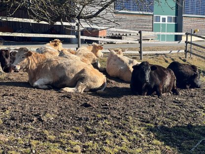 Waldviertler Blondvieh und Wagyu Kühe und Kalbinen
