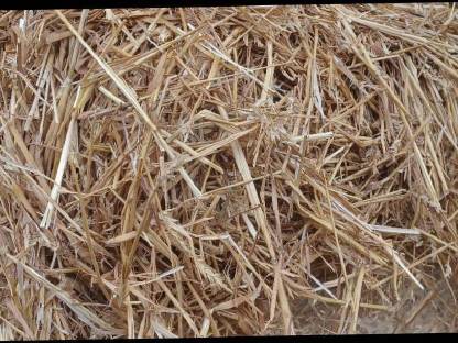 Bild 2:Stroh Gerste und Weizen