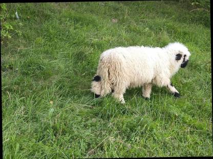 Bild 2:Walliser Schwarznasenwidder