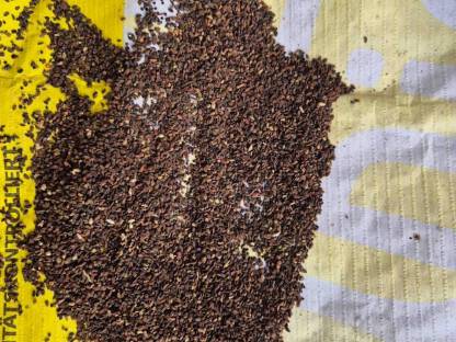 Bild 3:Phacelia Stala